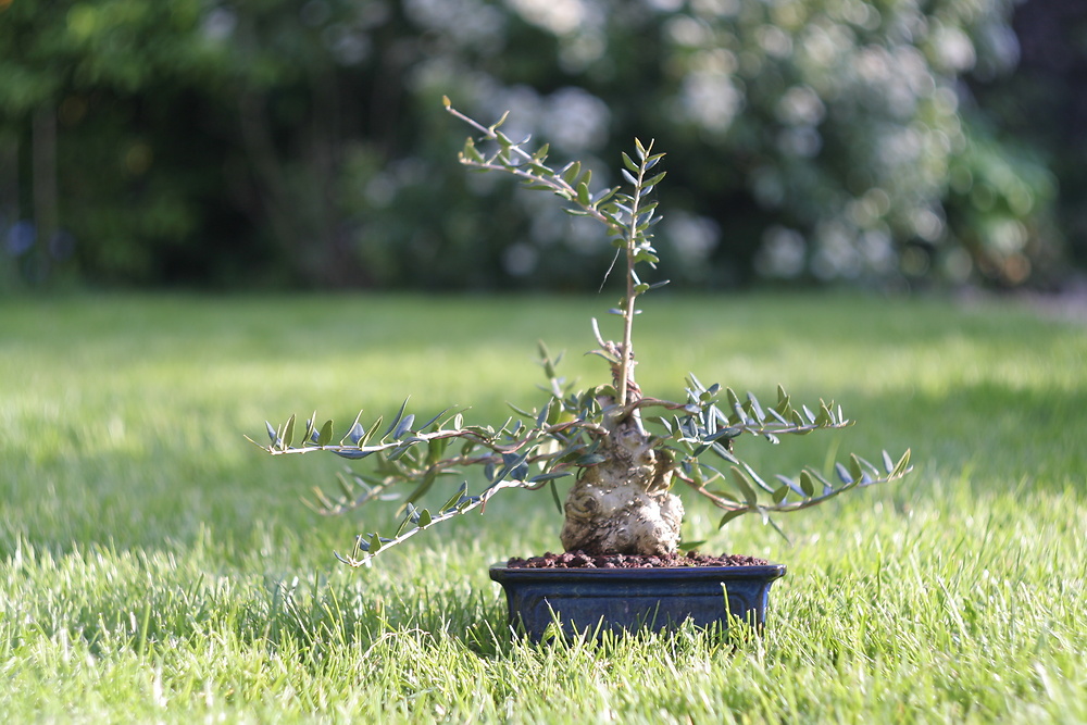 OLEA europaea - OLIVIER 'Bonsaï 150/175' vieux - Pépinière du Penthièvre