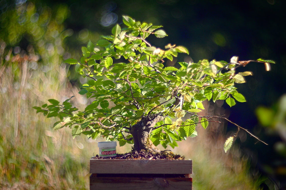 Carpinus betulus #1