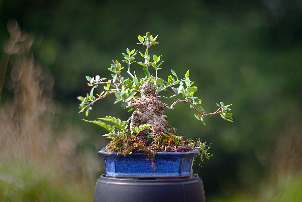 Olea europaea #1