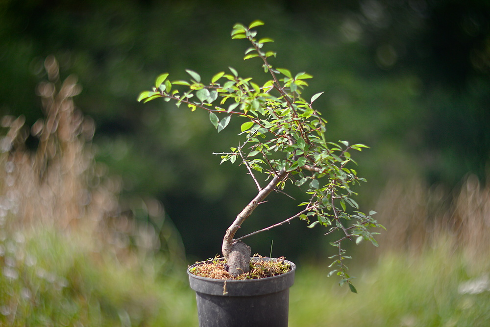 Prunus spinosa #1