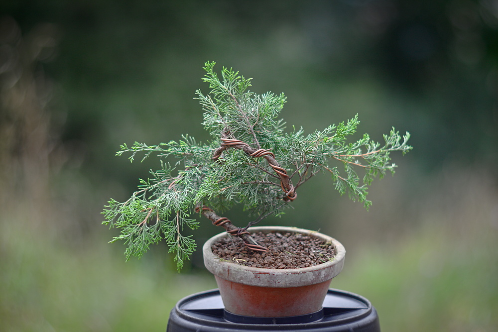 Juniperus chinensis itoigawa #1