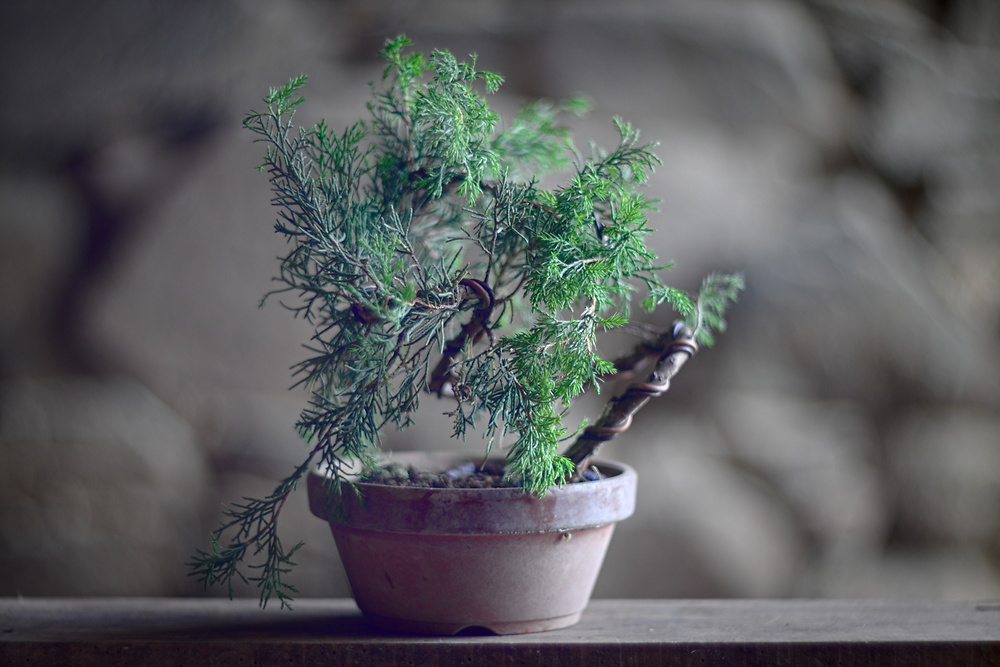 Juniperus chinensis itoigawa #2