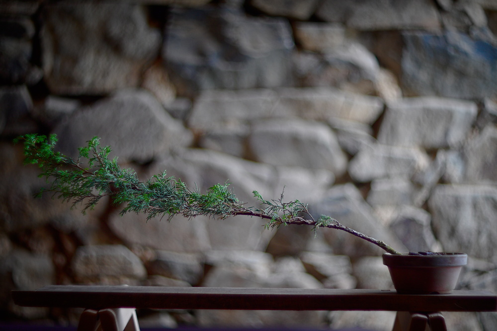 Juniperus chinensis itoigawa #2