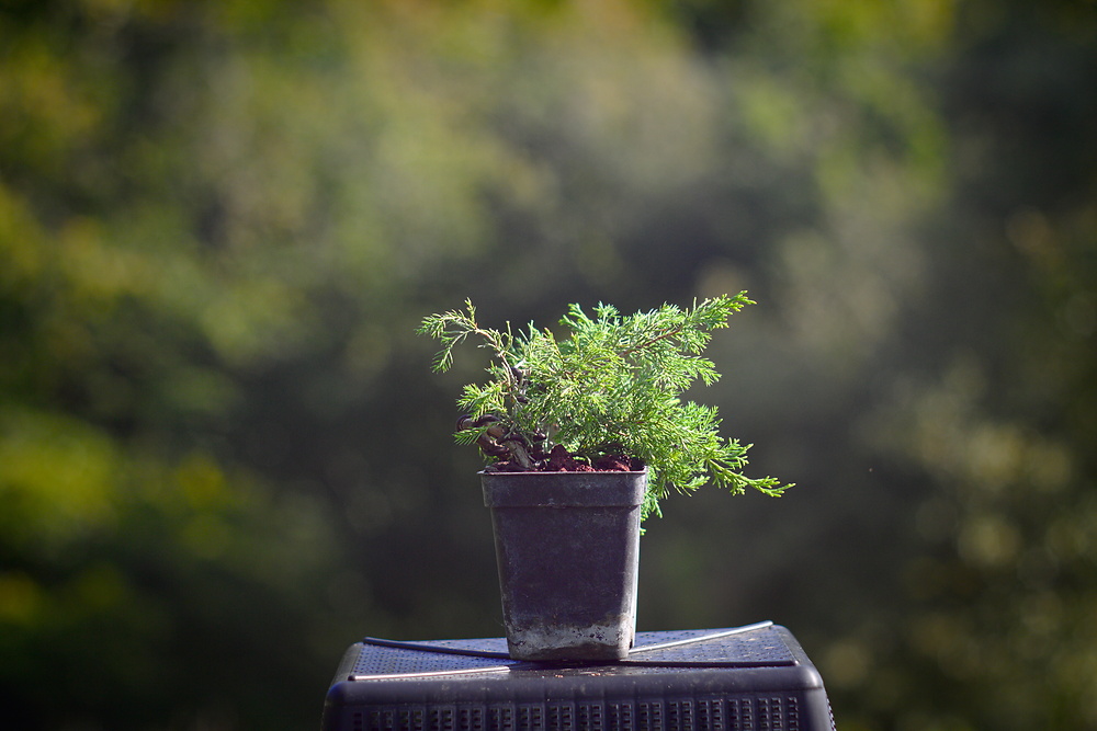 Juniperus chinensis itoigawa #6