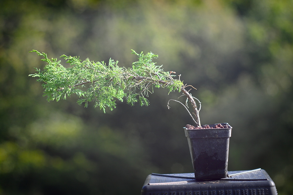 Juniperus chinensis itoigawa #6