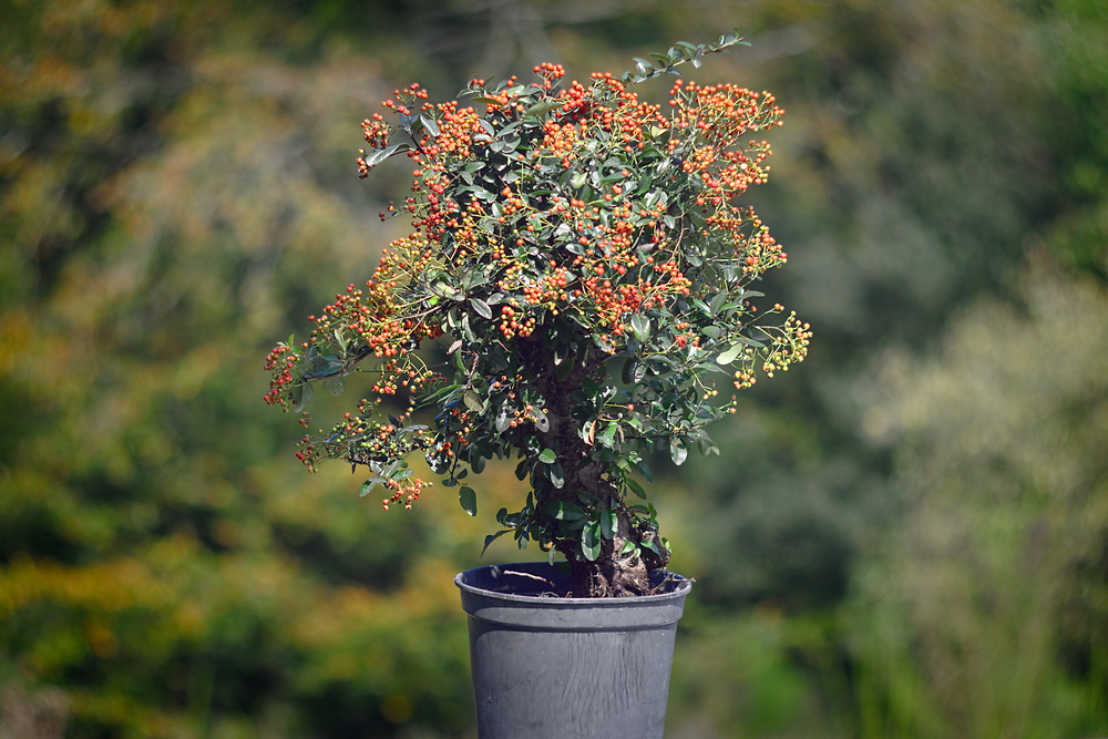 Pyracantha coccinea #1