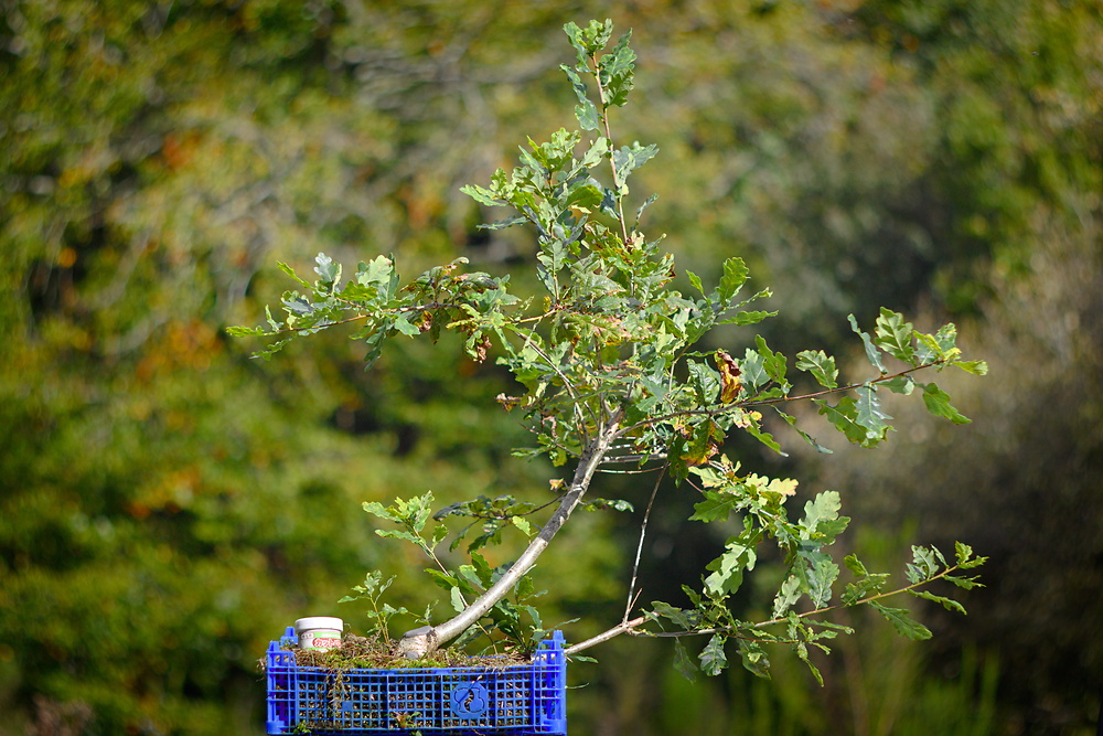 Quercus robus #1